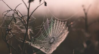 The Magic of Scorpio Season: Horoscopes for The Season of The Witch