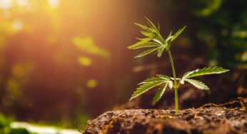 The Evolution of CBD in Agriculture