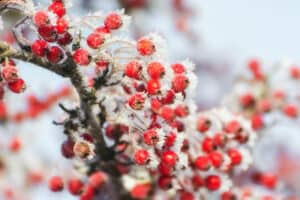 Hawthorn Berries