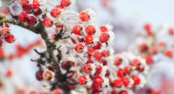 Winter Witching: Harvesting and Harnessing Herbs in the Dark Season