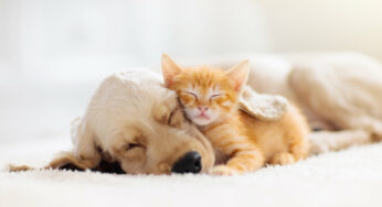 Medical Marijuana for Animals: A Call for Standards