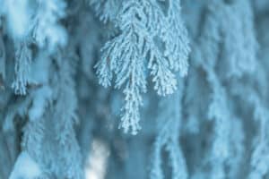 Snow-Covered Cedar