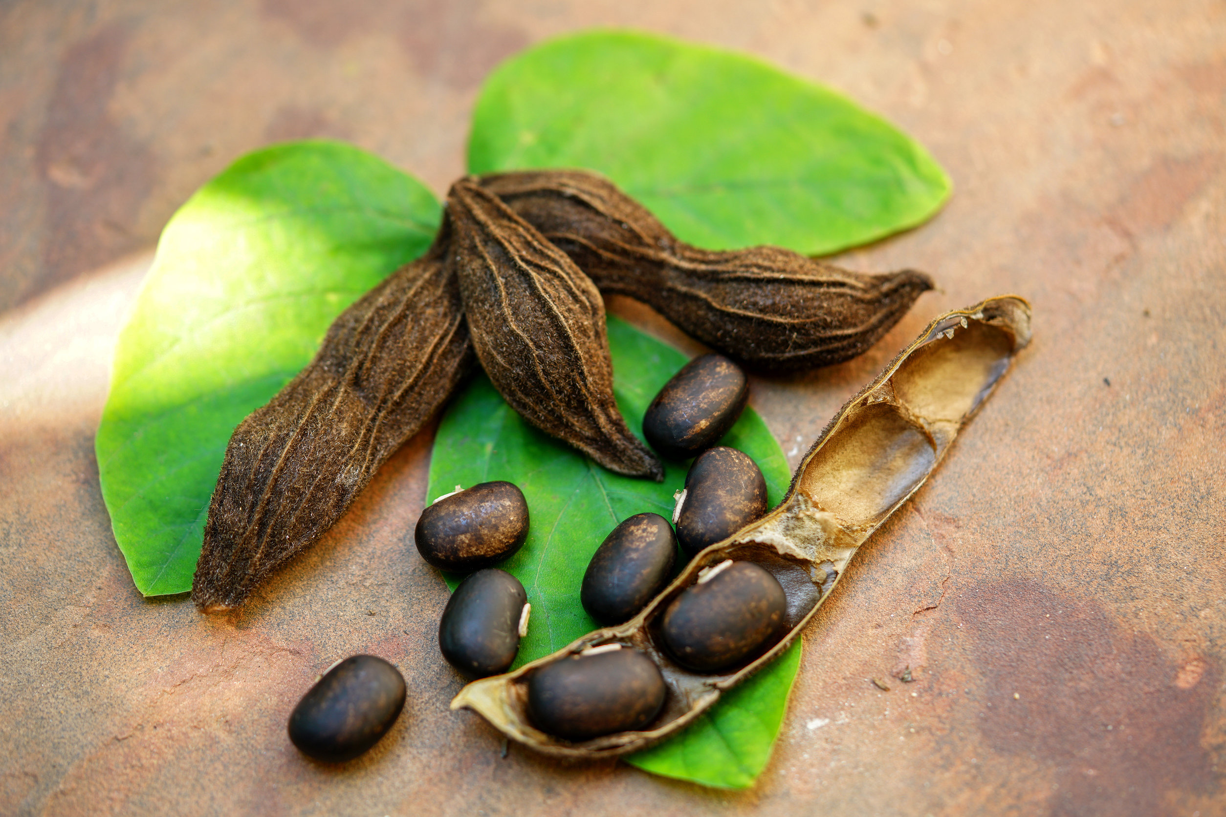 mucuna pruriens or velvet beans