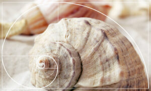 The Sacred Geometry of Nautilus Shells - The Alchemist's Kitchen