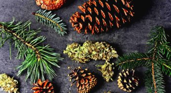 The Nose Knows: How Terpenes Can Change Your Relationship to Plant Medicine