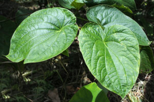 Kava leaves