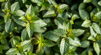 Delicious Herbalism: Chocolate Mint