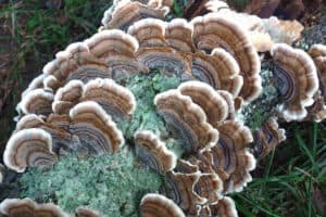 Turkey Tail Mushroom