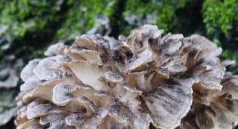 Maitake: Immune-boosting Dancing Mushroom