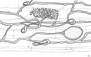 Arbuscular Mycorrhizal Fungi