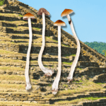 Example of psychedelic mushrooms.