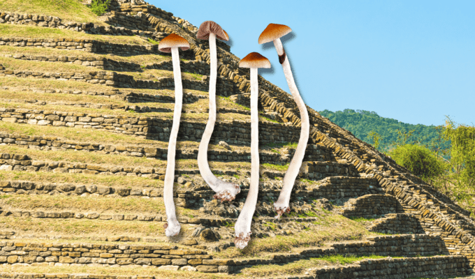 Example of psychedelic mushrooms.