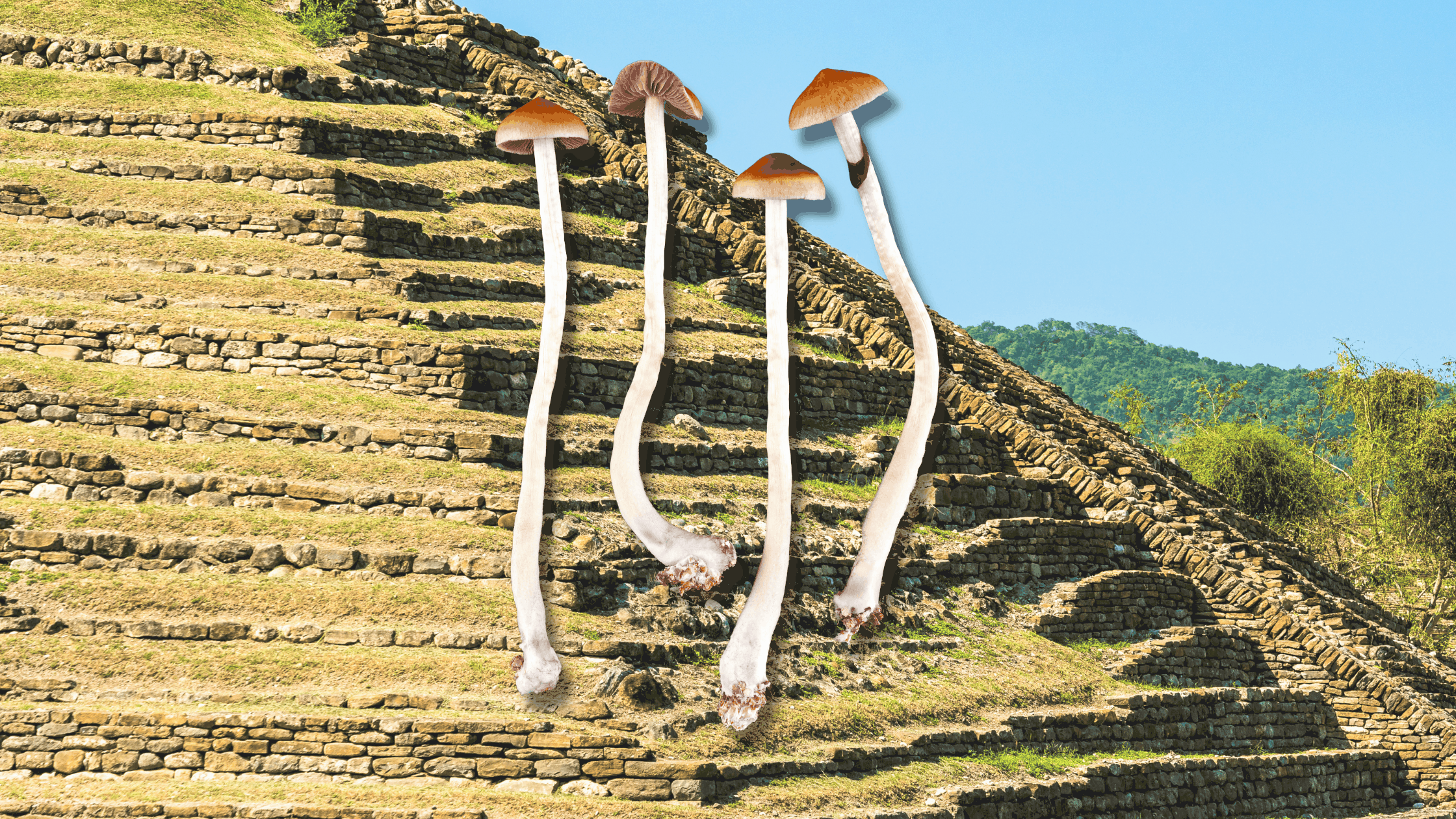 Example of psychedelic mushrooms.
