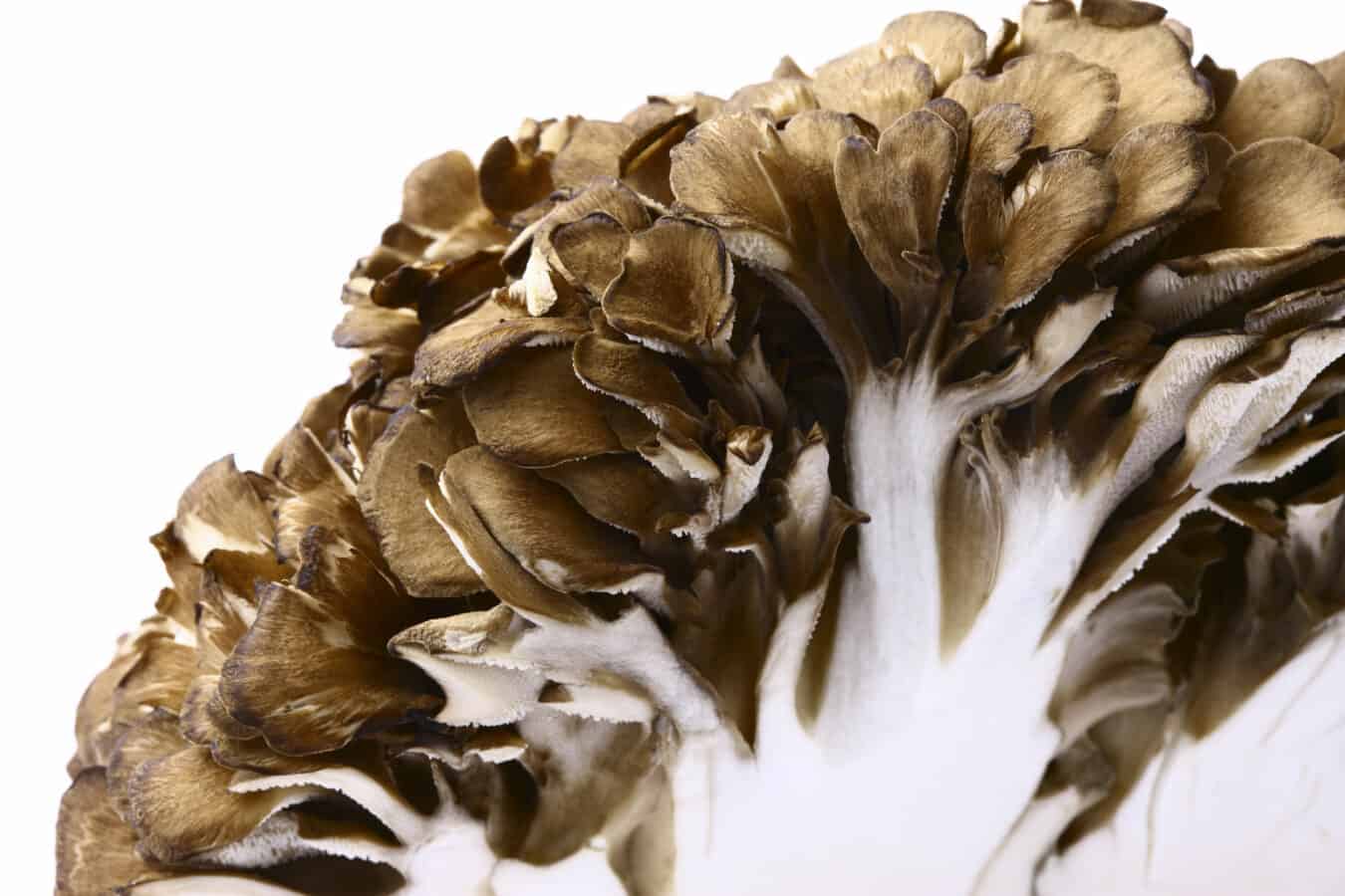 Maitake Immuneboosting Dancing Mushroom The Alchemist's Kitchen