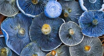 Boost Your Clarity: Medicinal Mushrooms for Brain Fog