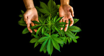 Trends in Cannabis: Accessibility, Microdosing, and More