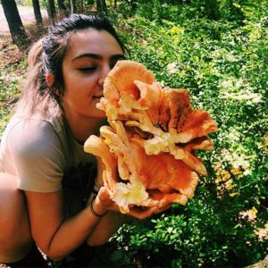 Monthly Mushroom: Chicken of the Woods
