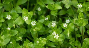 Chickweed: Predicting the Weather Herb