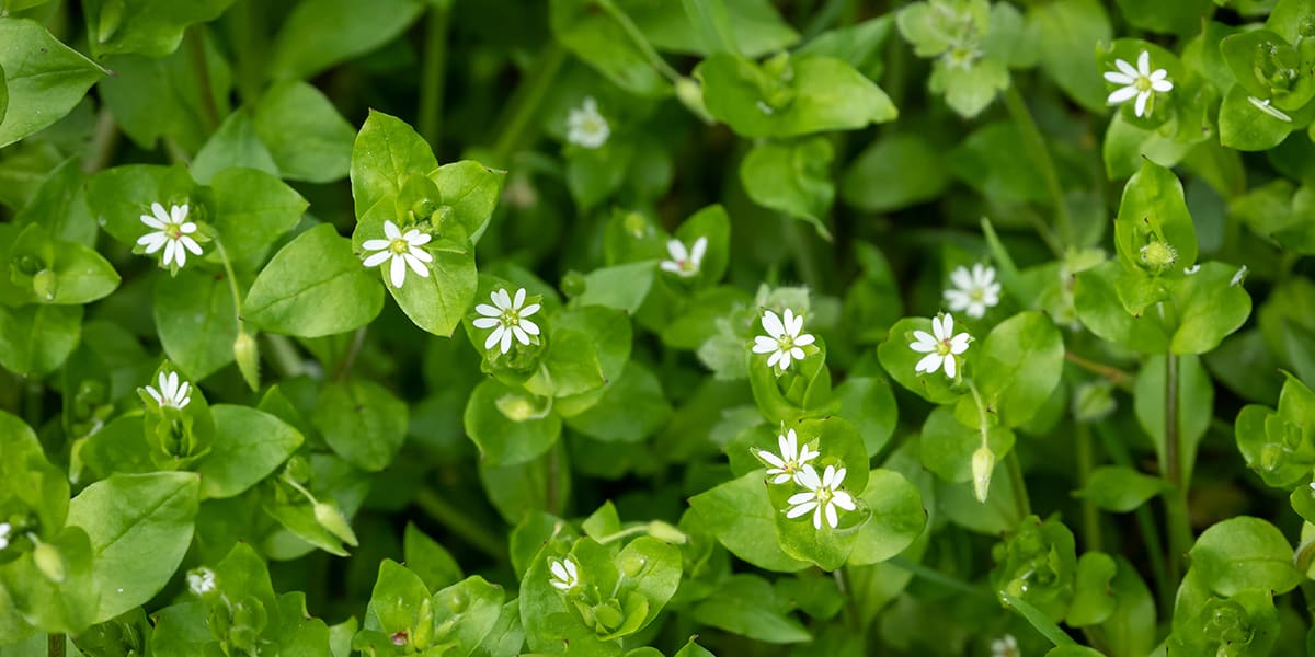 Chickweed Stellaria Media Growing in the Wild