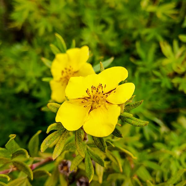 Damiana Turnera Diffusa growing in wild