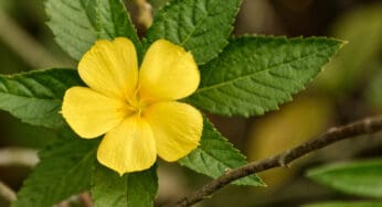 Damiana: Between Pleasure and Embodied Awareness