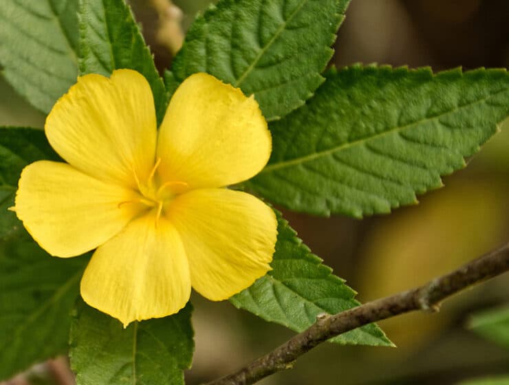 Damiana, Turnera Diffusa or Turnera aphrodisiaca growing in wild