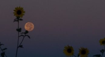 Horoscopes for the Flower Moon