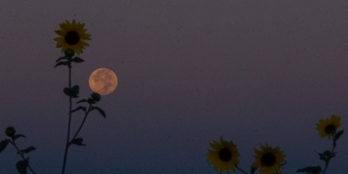 Full_Moon_With_Flower.Jpg