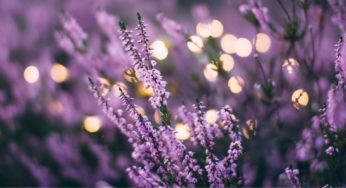 Lavender: The Herbal Chill Pill