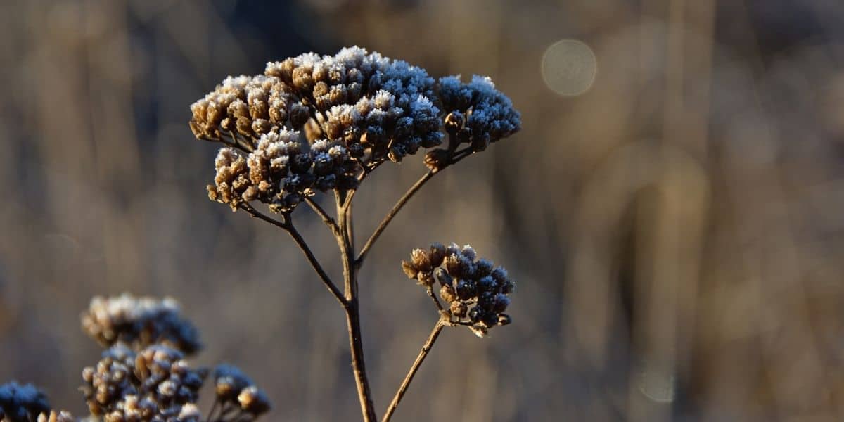 Pink Yarrow Flower Essence Meaning Best Flower Site