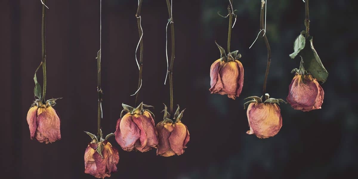 Dried_Roses.JPG