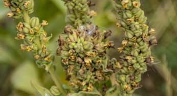 Mullein: Our Favorite Respiratory Herbal Ally