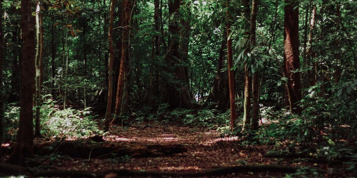 Forest_With_Light.JPG