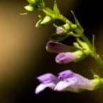 Purple_SkullCap_Herb.JPG