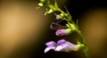 Skullcap: The Nerve Soothing Herb