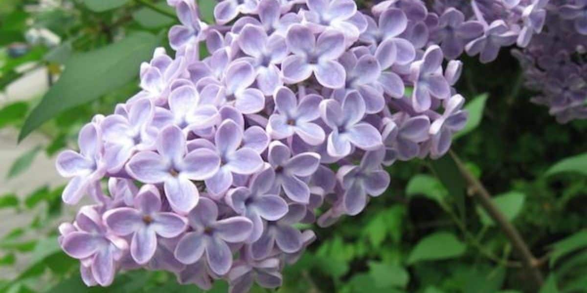 Lilac: The Fragrant Vernal Flower