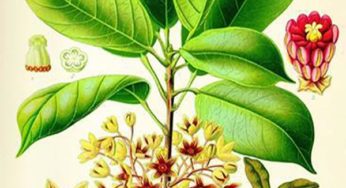 The Signatures of Plants: Learning Nature’s Alphabet