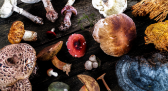 Top 10 Places to Forage for Mushrooms
