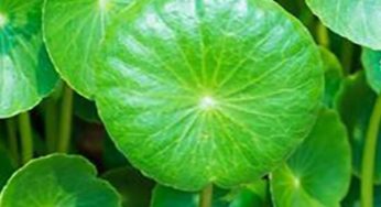 Discover Gotu Kola, Nature’s Cure for Stress