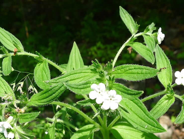 Gromwell Root - Lithospermum erythrorhizon growing naturally