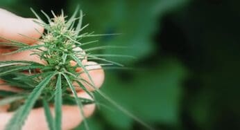 CBD 101: Answers to Your Burning Questions