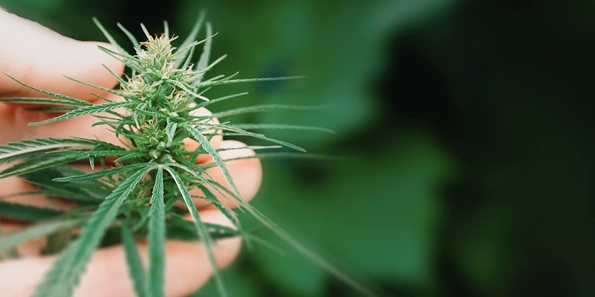 Hand Holding Hemp CBD