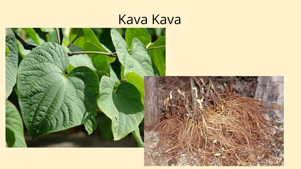 Kava Kava and Kanna Herbal Harmony The Alchemist's Kitchen