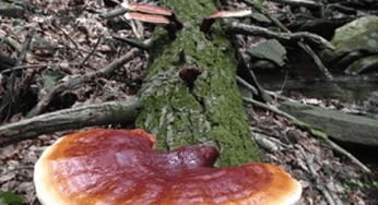 Meet the Maker: Interview with Catskill Fungi’s John Michelotti