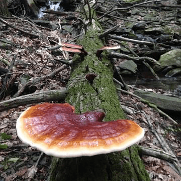 How Mushrooms Can Change Our World: Interview with Catskill Fungi's John Michelotti