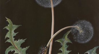 Scorpio Full Moon: The Depth of Pleasure