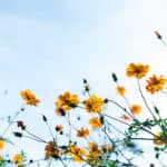 Spring Detox