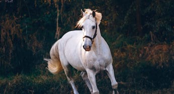 The Animists Workbook: Summoning a Steed