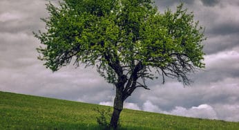 Imbolc and Lá Féile Bríde: Harnessing the Fire of Change with Saint Brigid