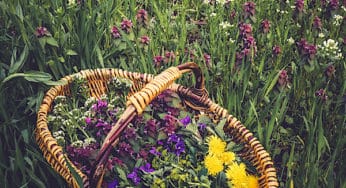 Spring Equinox Celebrations and Rituals